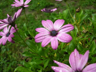 beautiful pink daisy flower in garden, close up of petals with drops of water