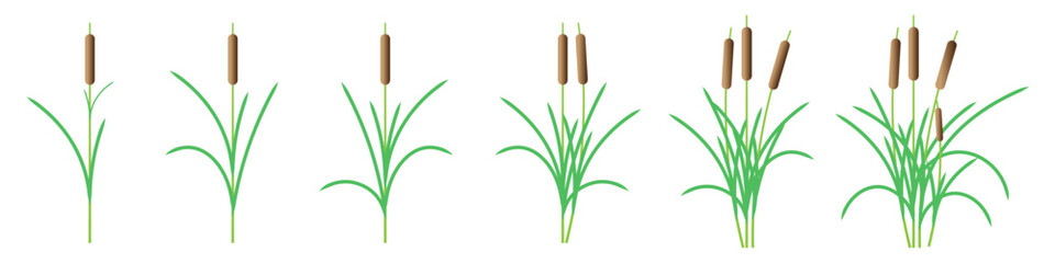Set Of Reed Grass Illustration