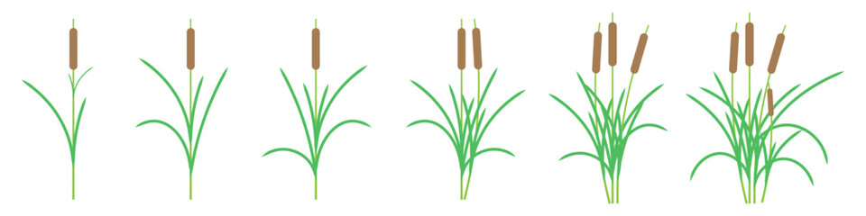 Set Of Reed Grass Illustration