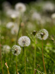 Closed Bud of a dandelion. Dandelion white flowers in green grass. High quality photo    