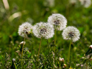 Closed Bud of a dandelion. Dandelion white flowers in green grass. High quality photo    