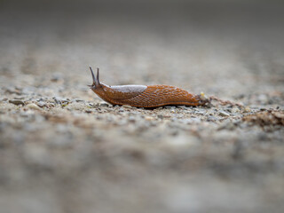 Seitliche Nahaufnahme einer Schnecke die über eine Straße kriecht.