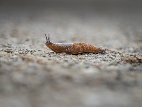 Seitliche Nahaufnahme einer Schnecke die &uuml;ber eine Stra&szlig;e kriecht.