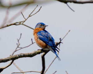 Bluebird at Blackwater Refuge