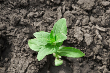 bush of green pepper in the garden. the concept of growing sweet peppers. young plant in the garden