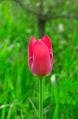 Fototapeta premium pink tulip on a natural background. purple flowers close up. plant with scarlet petals