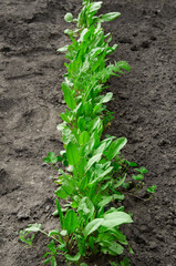 a bed of green sorrel on black earth. raw food concept. young lettuce grows in the garden