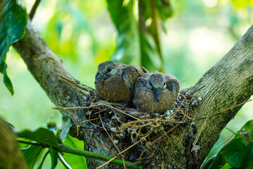 Two chicks of spotted dove in the nest on the branches of coffee plant