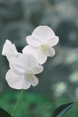 Naklejka na ściany i meble Dendrobium stefanie, dendrobium biggibum , sun orchid with blurry background. White orchid. Anggrek putih