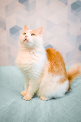 A domestic white cat with red spots is sitting on the bed.