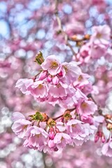 Cherry blossom in Stockholm Sweden. High quality photo