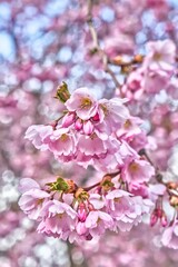 Cherry blossom in Stockholm Sweden. High quality photo