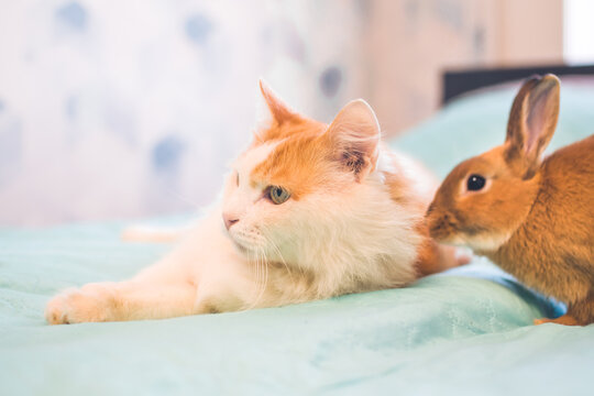 Cat and decorative rabbit playing together. Happy red pets. Red cat and bunny.