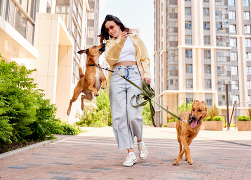 Charming young smiling girl on a walk with two golden-colored dogs outdoors on a sunny day. The girl plays with pets. Love between owner and pet. Raising pets taken from a shelter.