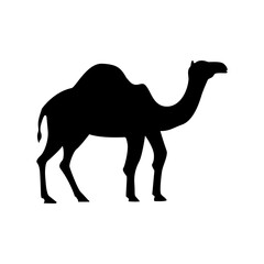 Camel on transparant background