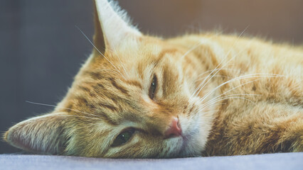 A Cat lies on the sofa. Domestic long hair cat on a sofa. A ginger cat relaxing on the sofa in living room. Cute fluffy cat lies on sofa. Tabby lovely kitten with green eyes and long brown hair.