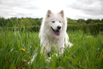 Fototapeta premium A fluffy white dog of the Samoyed breed lies on a green lawn among grass and flowers. A dog is a pet, friend and companion of a person.
