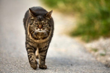 Naklejka na ściany i meble Schlaue Katze spaziert auf einer Strasse