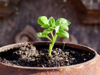 A delicate fragile sprout in the field stretches towards the sun. Agricultural crops in the open ground. Selective focus.