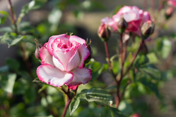 Pink climbing rose in the garden bed. Gardening, floriculture.