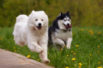 Two fluffy purebred dogs: a white samoyed arctic spitz and a black and white siberian husky run swiftly and cheerfully along a path in a park. A dog is a pet, friend and companion of a person.