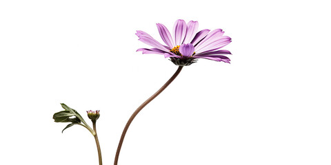 A single pink, light purple daisy flower on white background. Generative AI.