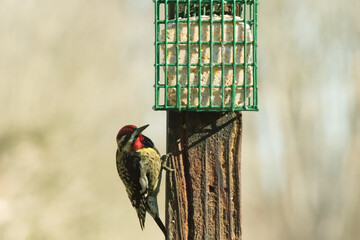 This yellow-bellied sapsucker was at the suet feeder at the wooden post when I took the picture. These are really large woodpeckers and quite beautiful. I love the yellow on his belly and the redhead.
