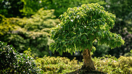 Bonsaibaum steht in einem japanischen Garten
