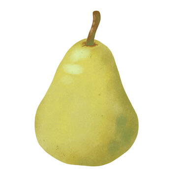 Pear Hand drawn illustration