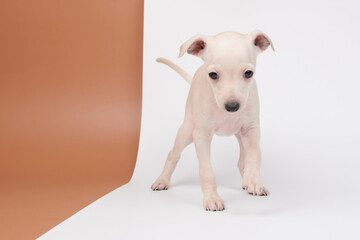 Portrait of cute Italian Greyhound puppy isolated on white brown studio background. Small beagle...