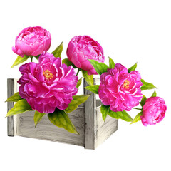 bouquet of peonies in a wooden white flowerpot