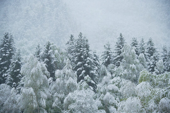 Picturesque view of snow covered trees