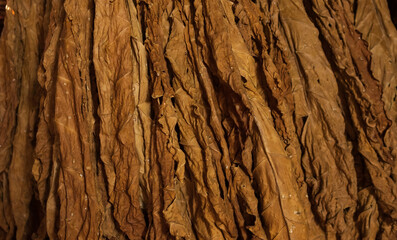 Tobacco leaves drying in the shed and quality control of tobacco leaf hanging in the dryer or barn. Curing Burley Tobacco Hanging in a Barn.Agriculture.tobacco farming.