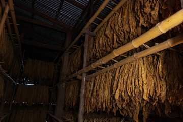 Tobacco leaves drying in the shed and quality control of tobacco leaf hanging in the dryer or barn. Curing Burley Tobacco Hanging in a Barn.Agriculture.tobacco farming.