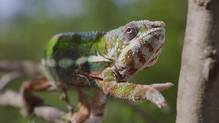 Bright Panther chameleon (Furcifer pardalis) climbing tree branches