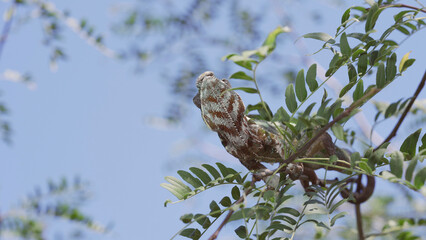 Green chameleon sits on thin branch of tree among green leaves with its tail wrapped around the branch on sunny day on blue sky background. Panther chameleon (Furcifer pardalis). Bottom view