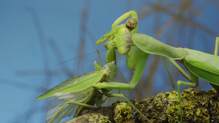 Sexual cannibalism, Close-up portrait of large female green praying mantis eats the male after mating on tree branch covered with lichen. Transcaucasian tree mantis (Hierodula transcaucasica)