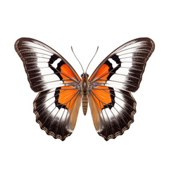 California sister butterfly -  Adelpha bredowii 3. Transparent PNG. Generative AI