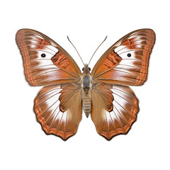 Chestnut heath butterfly -  Coenonympha glycerion. Transparent PNG. Generative AI
