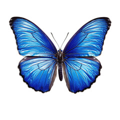 Common blue butterfly -  Polyommatus icarus. Transparent PNG. Generative AI