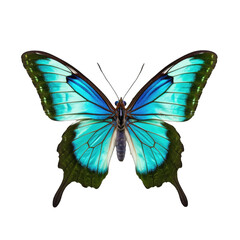 Common bluebottle butterfly -  Graphium sarpedon. Transparent PNG. Generative AI