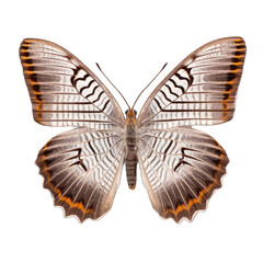 Obraz na płótnie Canvas Grayling butterfly - Hipparchia spp. Transparent PNG. Transparent PNG. Generative AI