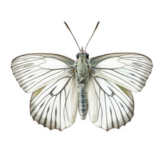 Green-veined white butterfly -  Pieris napi 3. Transparent PNG. Generative AI
