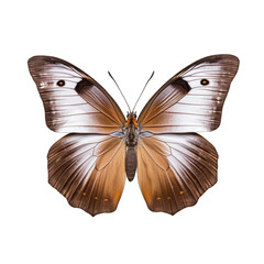 Large wall brown butterfly -  Lasiommata maera 3. Transparent PNG. Generative AI