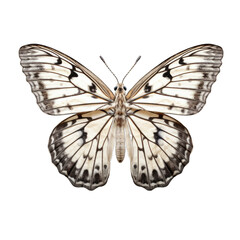 Marbled white butterfly -  Melanargia galathea 3. Transparent PNG. Generative AI