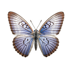 Naklejka premium Short-tailed blue butterfly - Cupido argiades 3. Transparent PNG. Generative AI