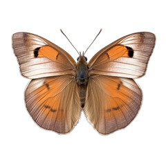 Small heath butterfly -  Coenonympha pamphilus 3. Transparent PNG. Generative AI