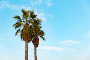 Two palms against a blue sky with less clouds.