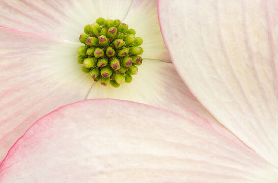 Close up of dogwood flower
