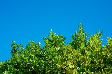Top of bush against Clear Blue Sky-001